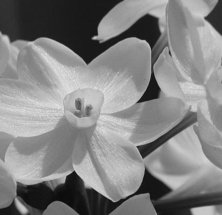 Decorate the holidays with beautiful and easy to grow paperwhites. (Flickr photo by: TexasEagle)